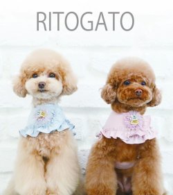 画像1: 日本未入荷/RITOGATO ベロシェフリルハーネス/ピンクLサイズのみ在庫有【送料無料】